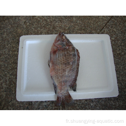 Chinois Frozen IQF Fish Tilapia for Africa Market